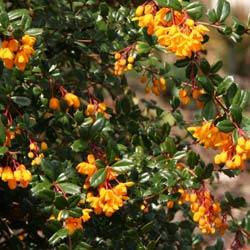 Berberis de Darwin, Epine-vinette de Darwin